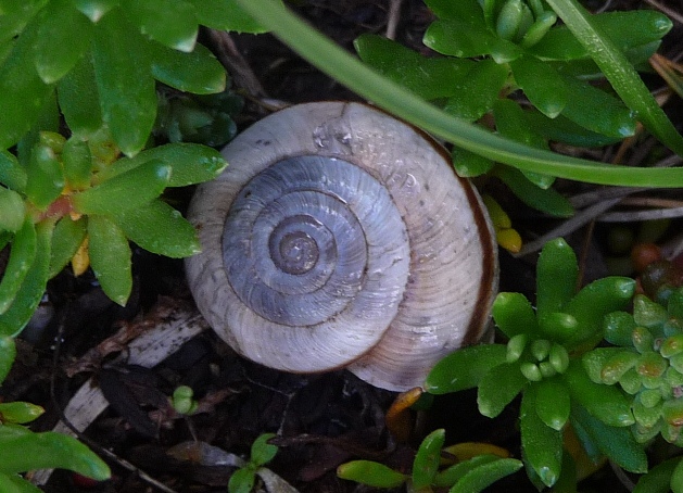 Chilostoma cingulatum liguricum, M. Mongioie (CN)