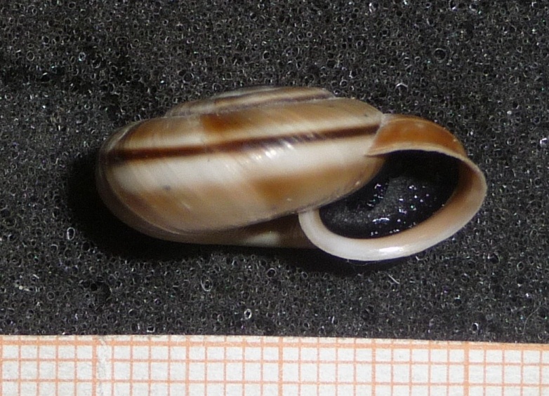 Chilostoma cingulatum liguricum, M. Mongioie (CN)