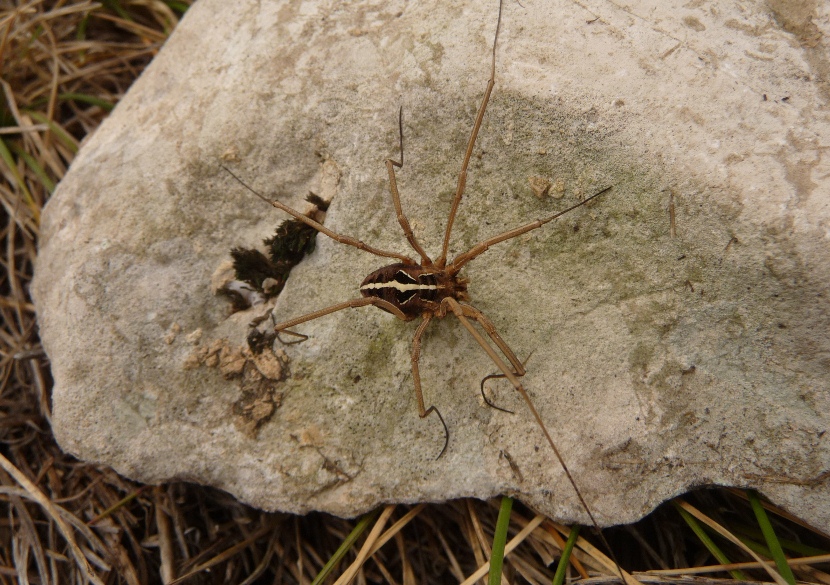 Opilione del Matese.2:  Metaphalangium sp.