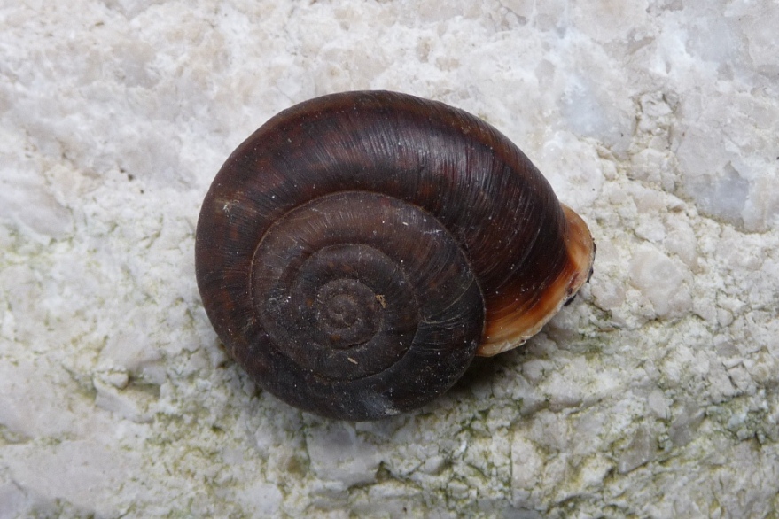 Campylea planospira del Lago Santo modenese