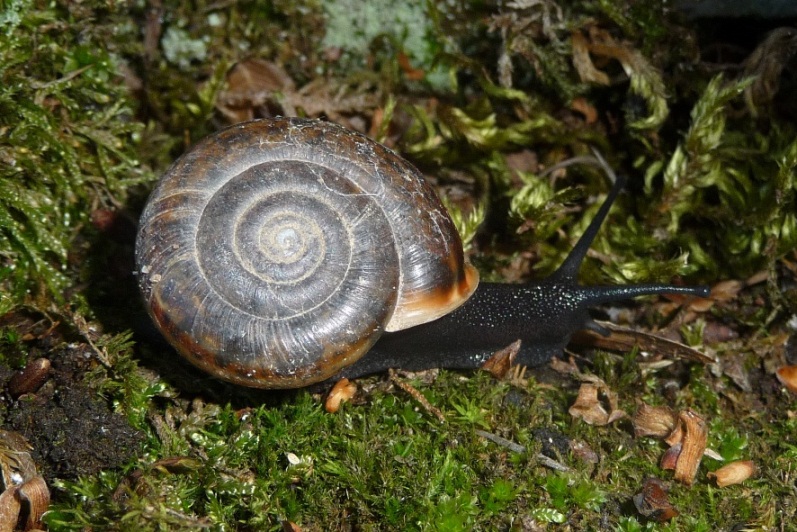 Campylea planospira del Lago Santo modenese