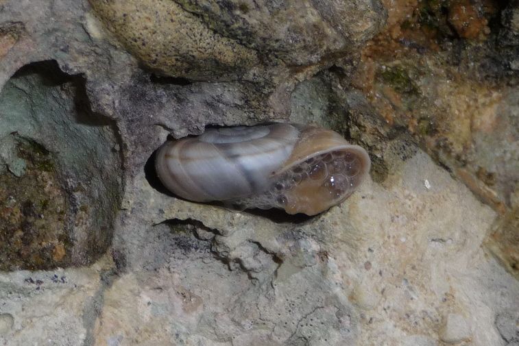 Chilostoma cingulatum. Montello (TV)