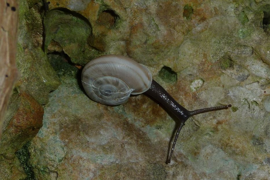 Chilostoma cingulatum. Montello (TV)