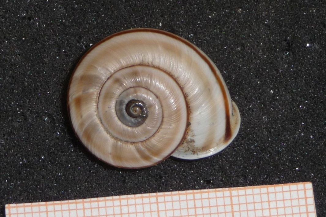 il monte dei Chilostoma