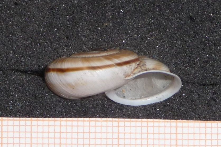 il monte dei Chilostoma