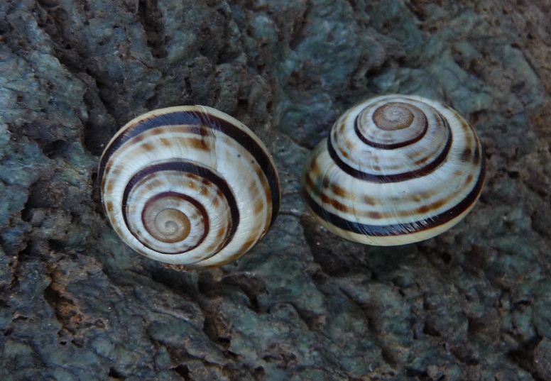 Cepaea sylvatica