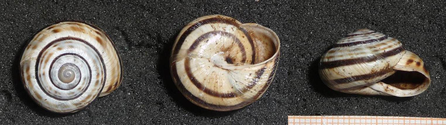 Cepaea sylvatica