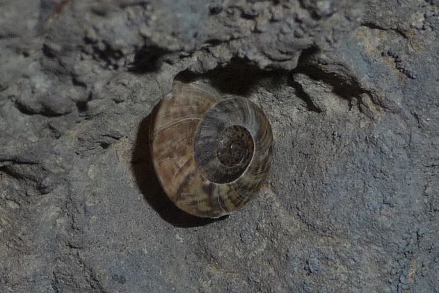 Chilostoma tigrinum da Gandino (BG)