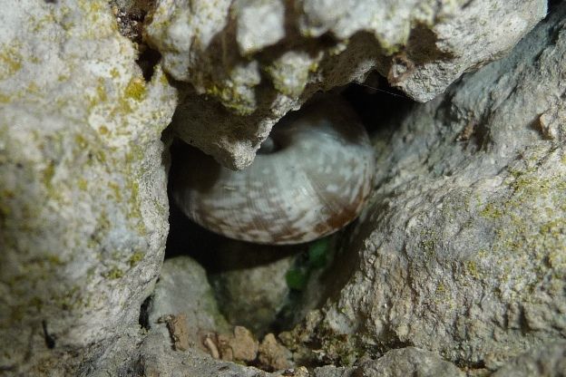 Chilostoma tigrinum da Gandino (BG)