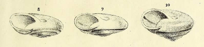 alcune parole su Chilostoma zonatum