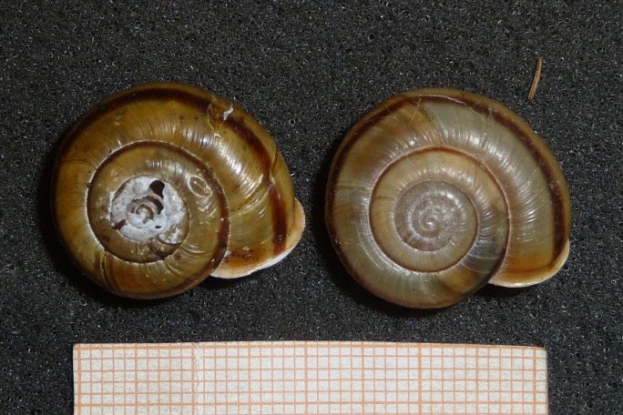 alcune parole su Chilostoma zonatum