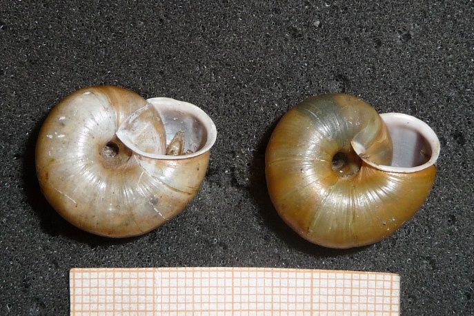 alcune parole su Chilostoma zonatum