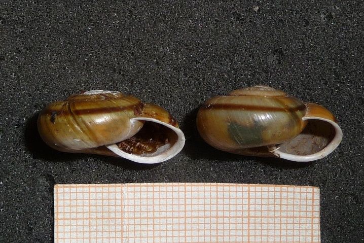 alcune parole su Chilostoma zonatum