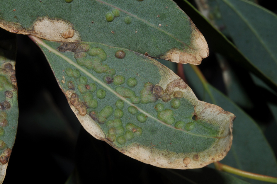 Eulophidae in Campania - 1