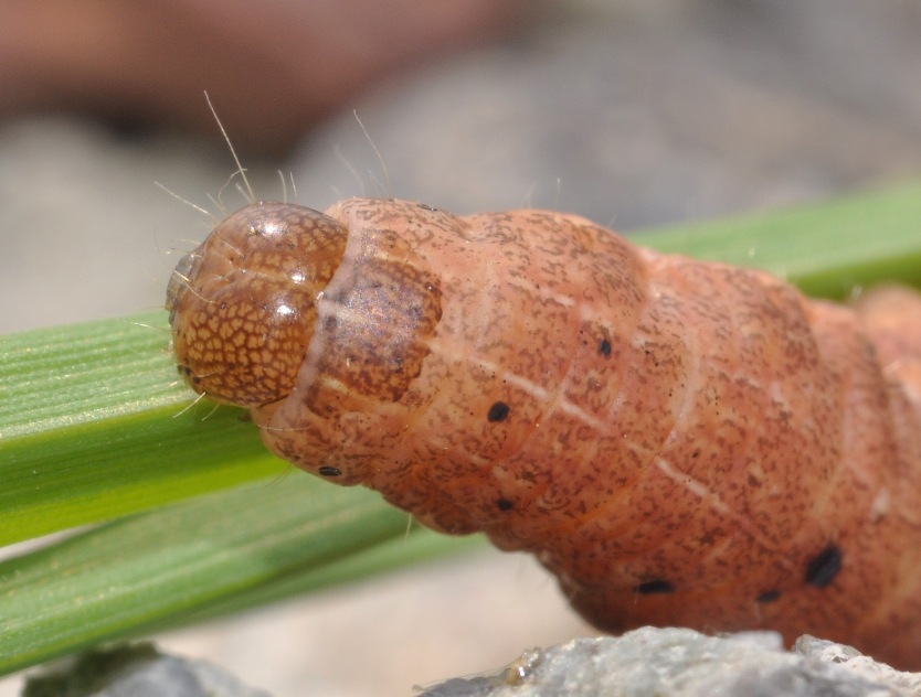 Noctuidae: bruco di Noctua 1