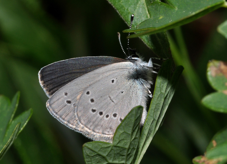 Lycaenidae: dubbio id + Auguri...