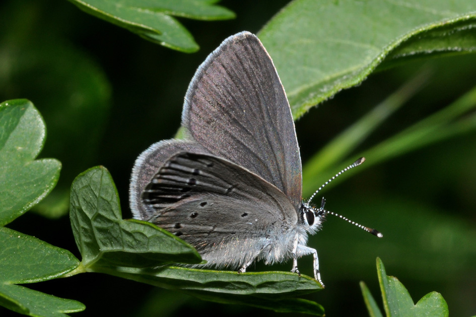 Lycaenidae: dubbio id + Auguri...