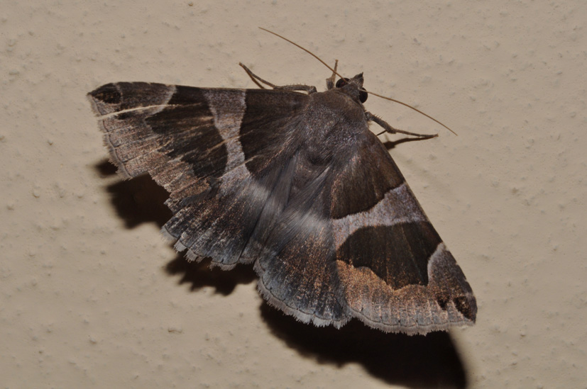 dubbio Dysgonia algira o torrida?