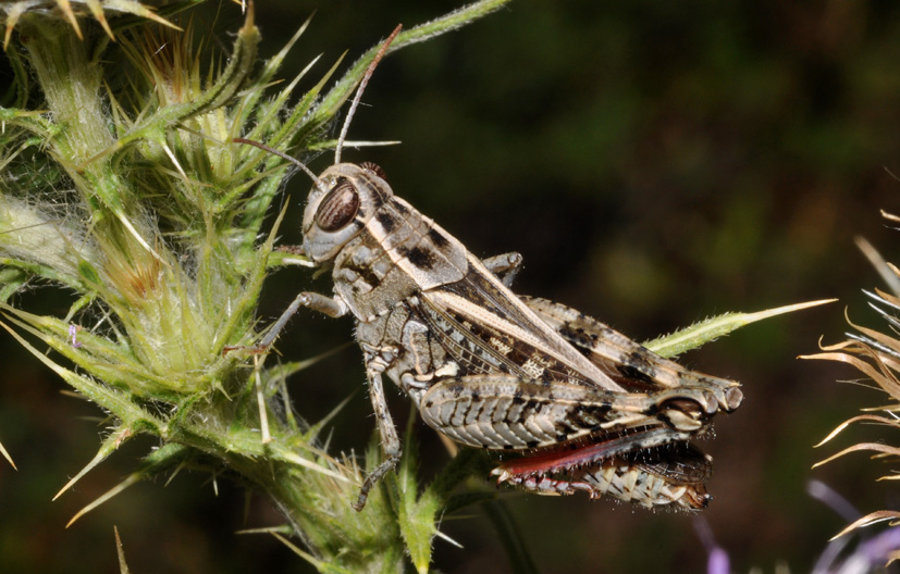 Acrididae: Calliptamus italicus, maschio