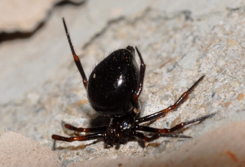 Ragnetto pronto a partire? Euryopis cf. episinoides