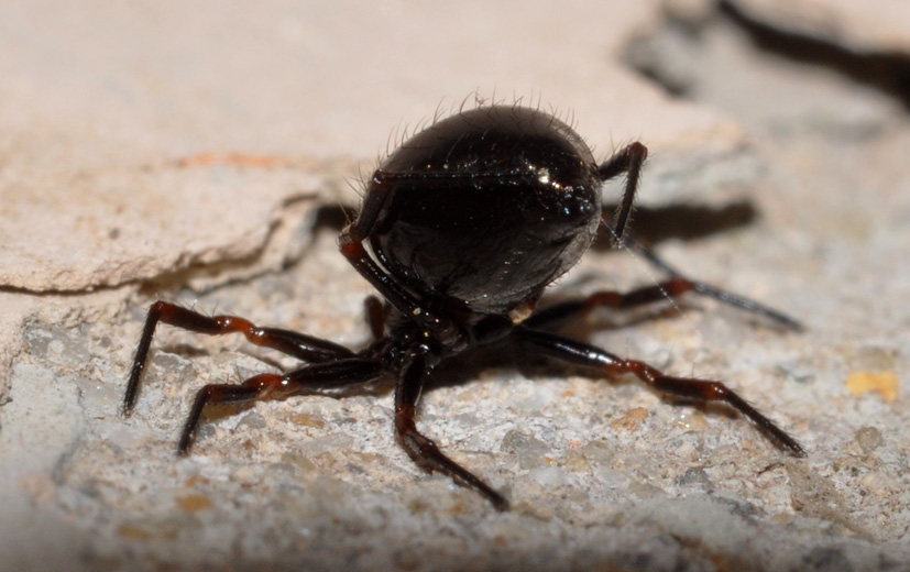 Ragnetto pronto a partire? Euryopis cf. episinoides