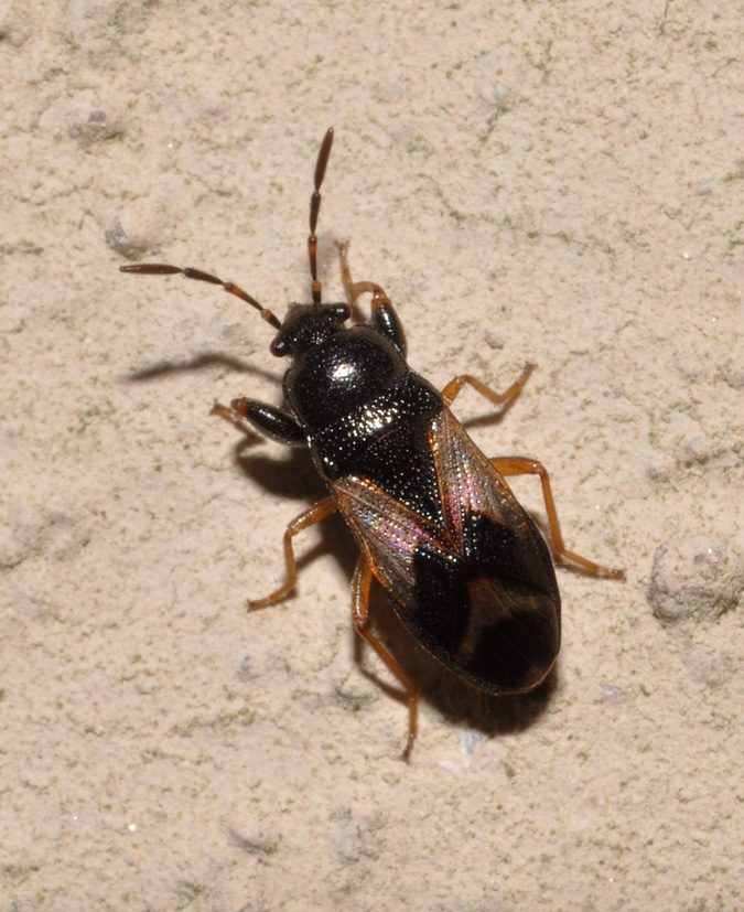 Lygaeidae:  Megalonotus praetextatus