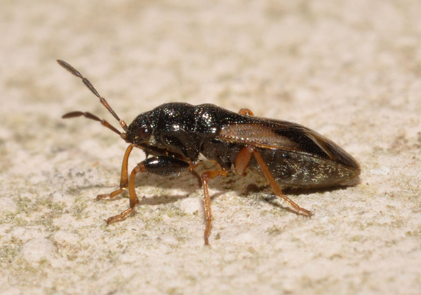 Lygaeidae:  Megalonotus praetextatus