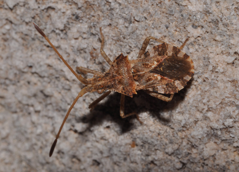 Coreidae: Centrocoris spiniger della Toscana (AR)