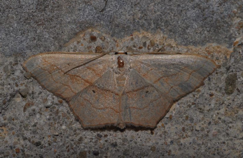 Geometridae da id