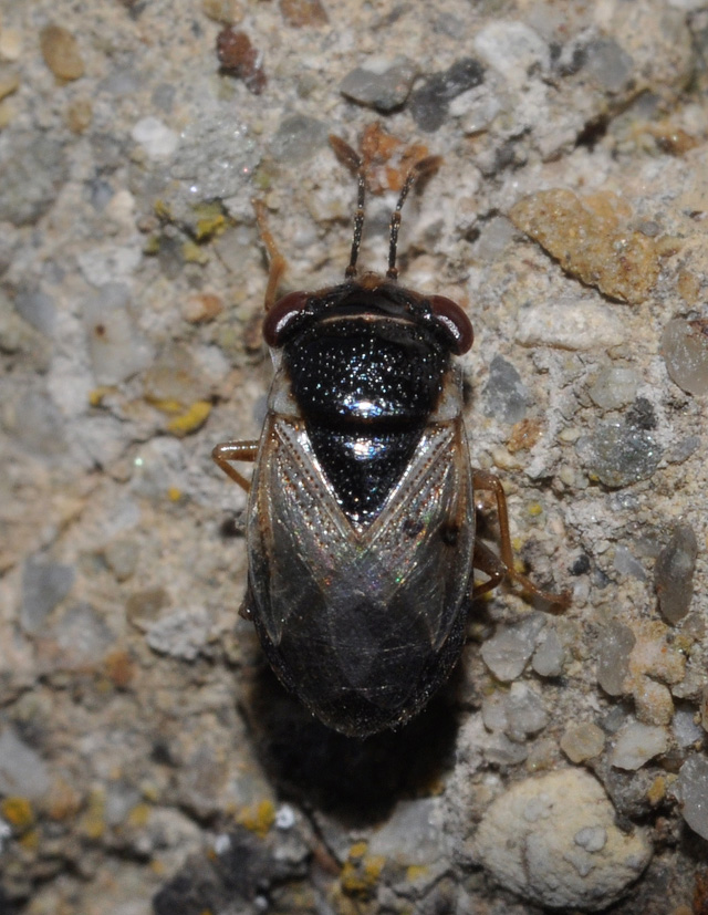 Lygaidae: Geocoris megacephalus della Toscana (AR)