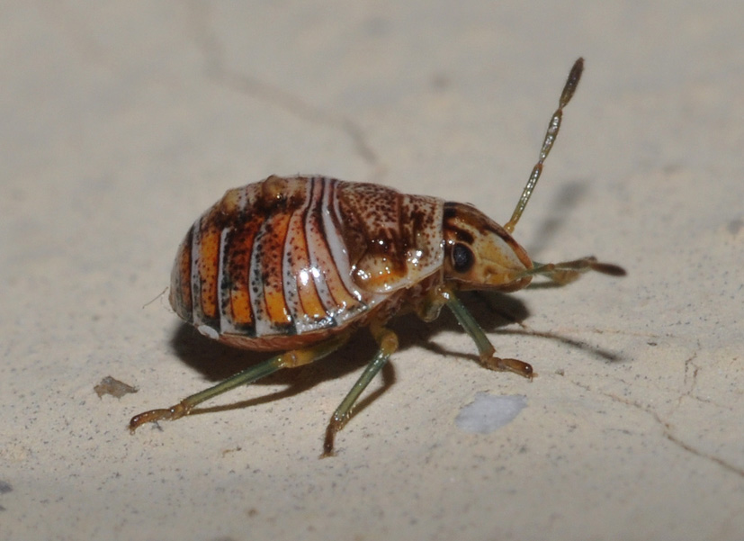 Pentatomidae: Holcogaster fibulata (neanide) della Toscana