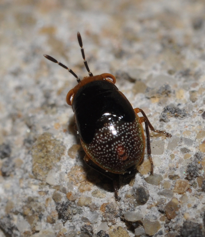 Lygaidae: Geocoris megacephalus della Toscana (AR)