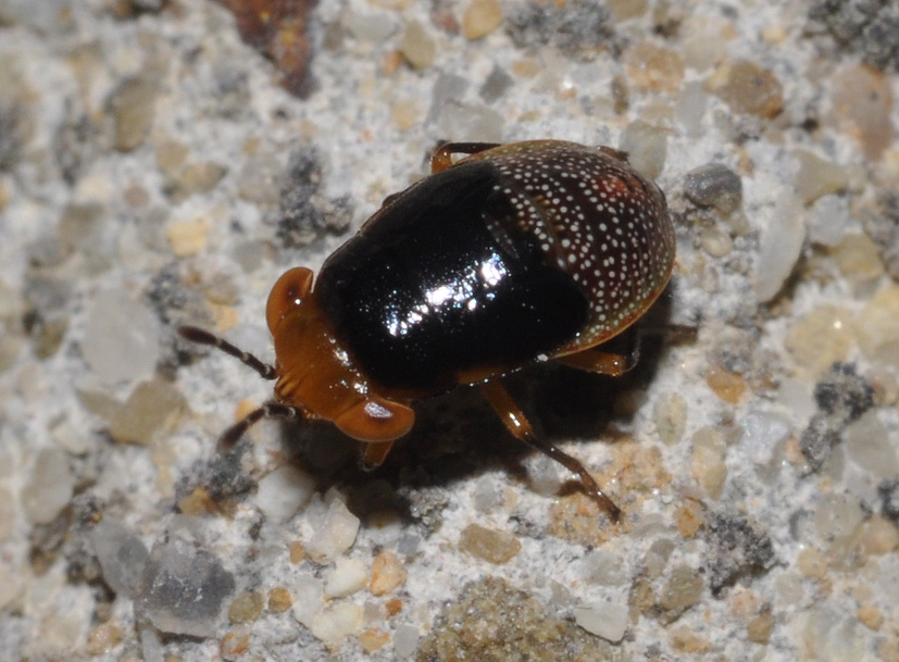 Lygaidae: Geocoris megacephalus della Toscana (AR)