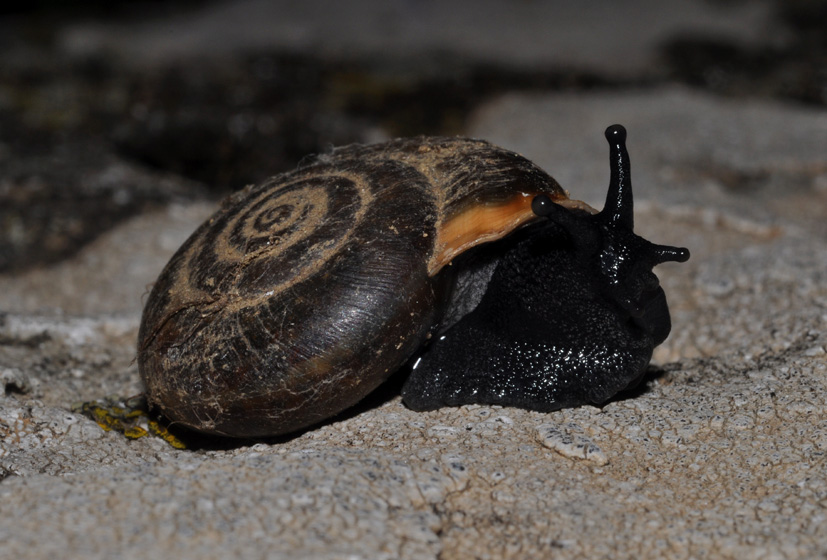 dubbio Chilostoma