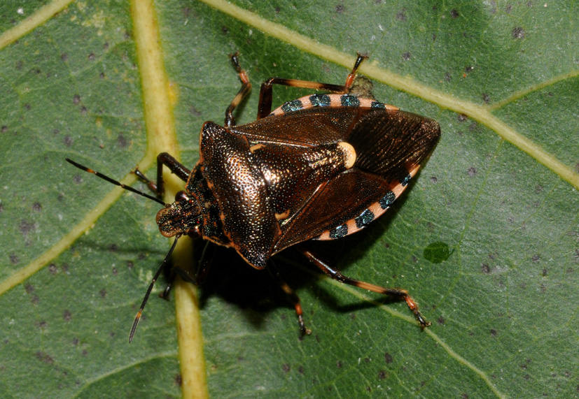Pentatomidae: Pinthaeus sanguinipes dalla Lombardia (MI)