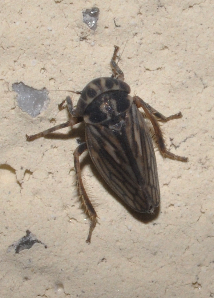 Cicadellidae Agallinae della Toscana (AR)