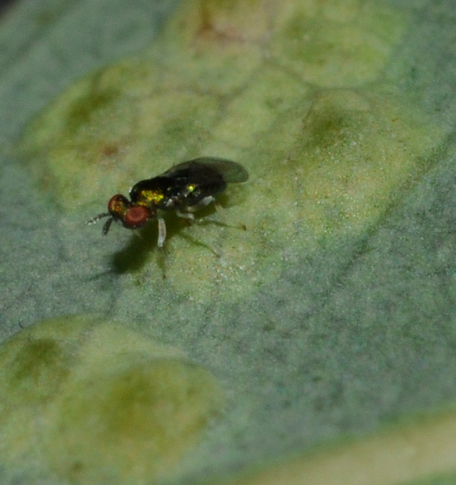 Eulophidae in Campania - 1