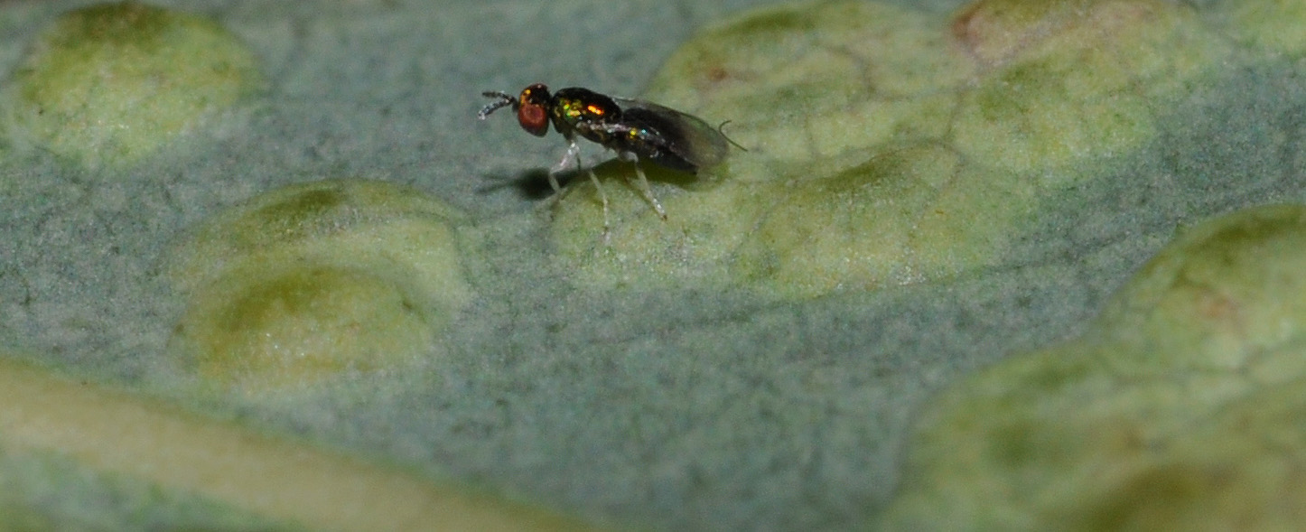 Eulophidae in Campania - 1