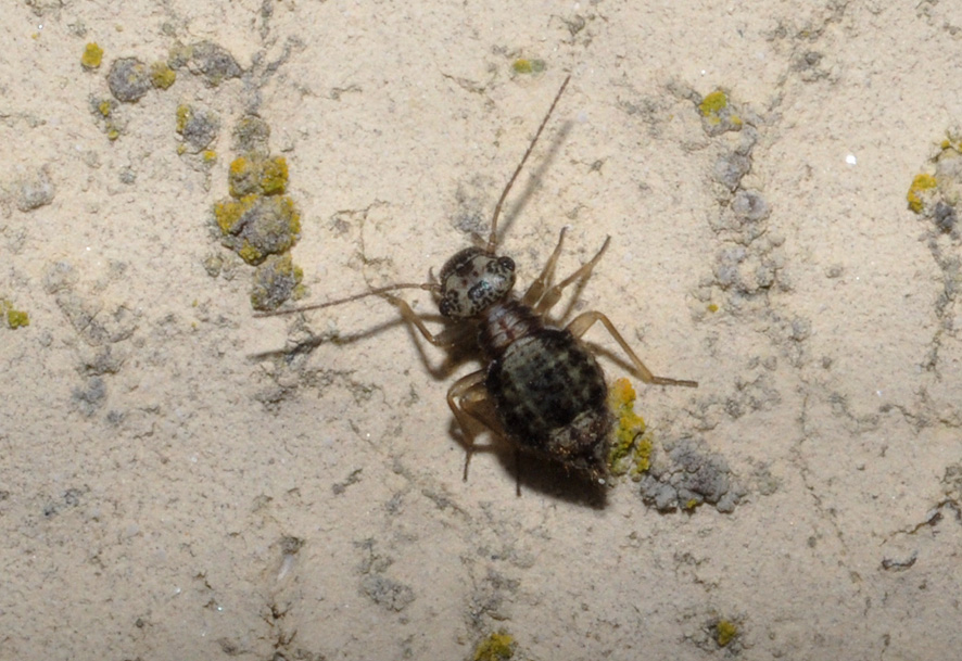 Psocoptera