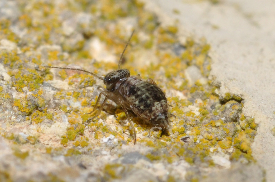 Psocoptera