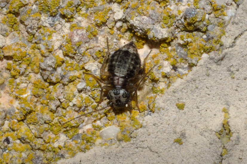 Psocoptera