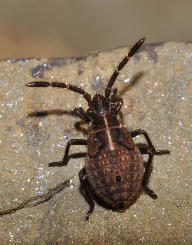 Rhopalidae: Stictopleurus sp. (ninfa)