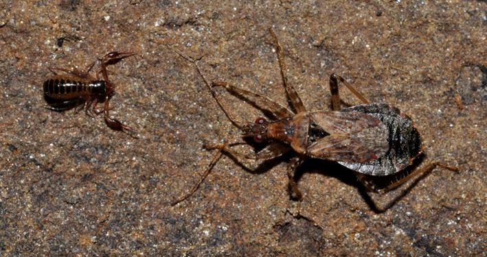 Reduviidae? No; Nabidae.  Himacerus mirmicoides