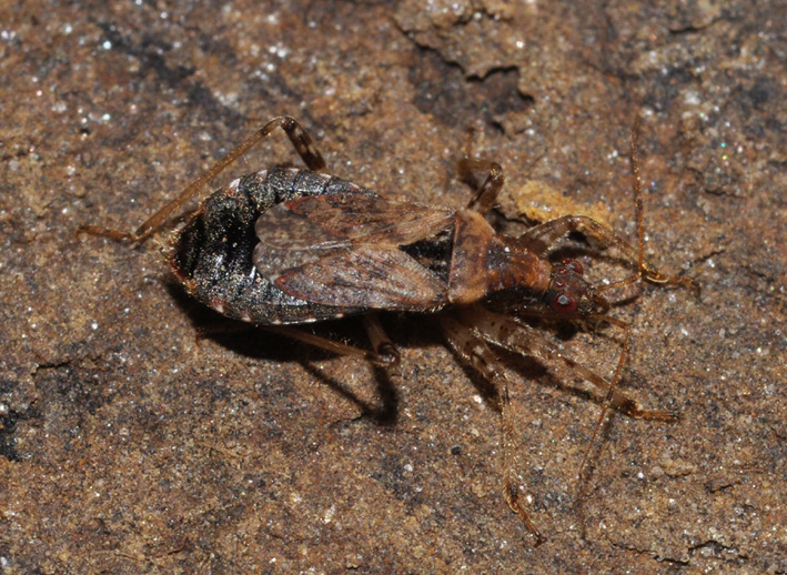 Reduviidae? No; Nabidae.  Himacerus mirmicoides