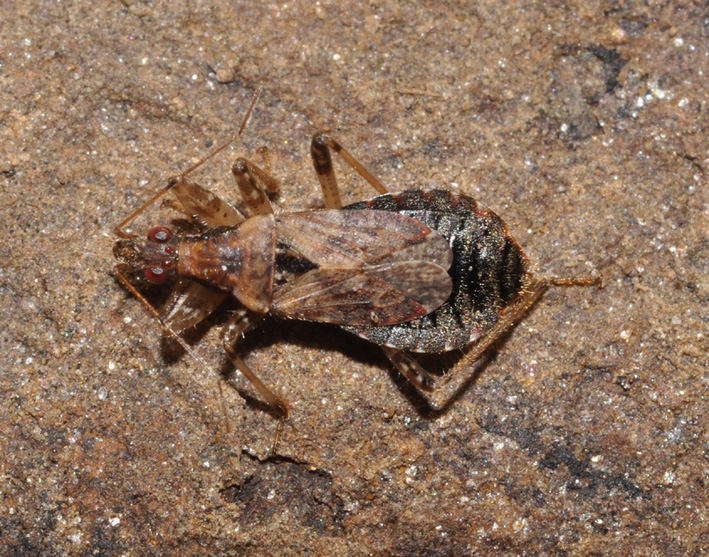 Reduviidae? No; Nabidae.  Himacerus mirmicoides