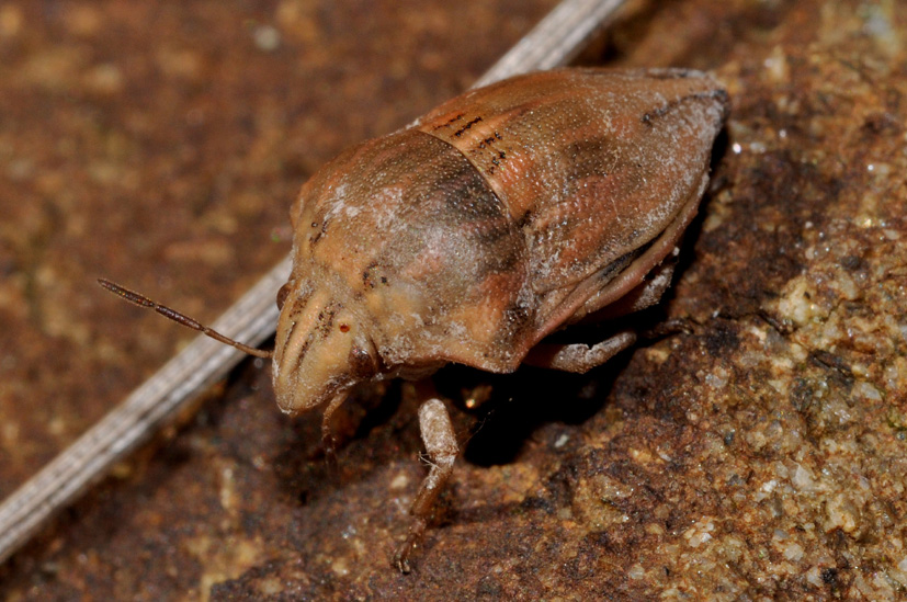 Scutelleridae: Odontotarsus purpureolineatus di Toscana - AR