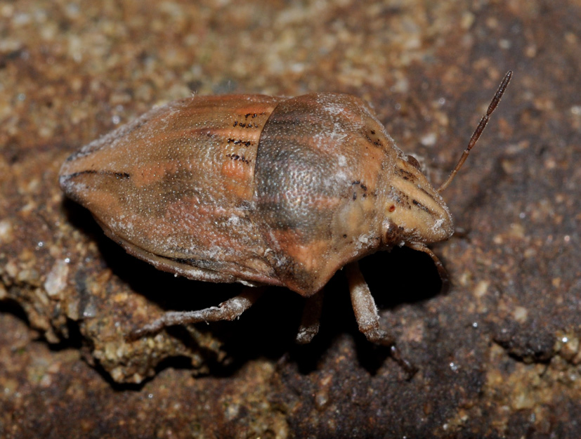 Scutelleridae: Odontotarsus purpureolineatus di Toscana - AR