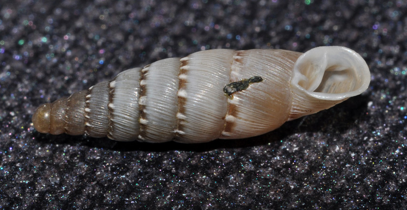 Clausiliidae