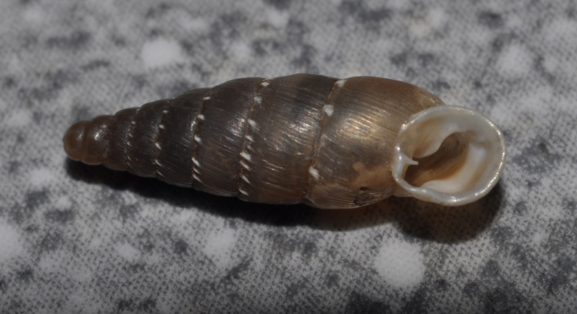 Clausiliidae