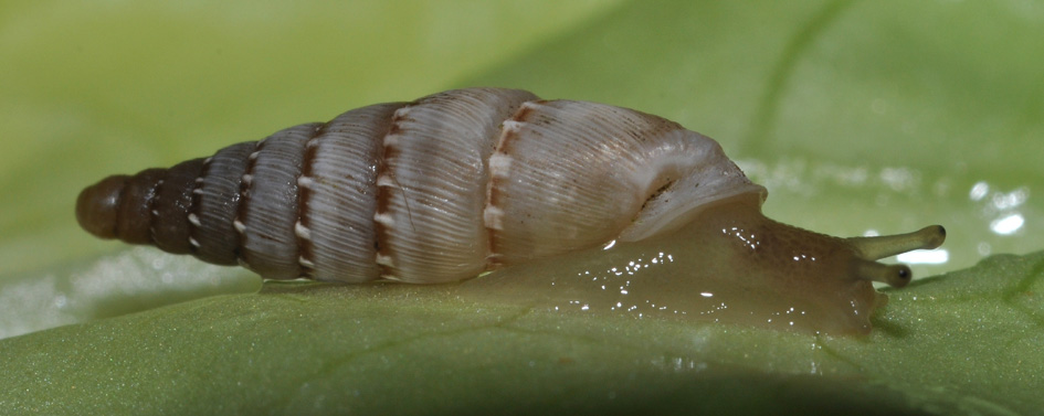 Clausiliidae